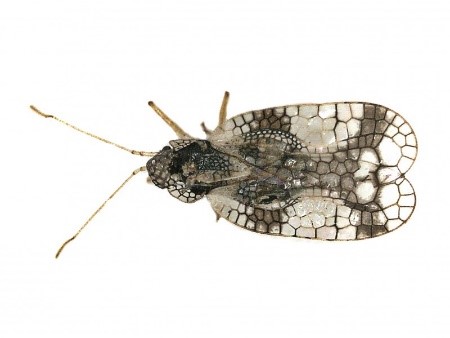 Andromeda lace bug